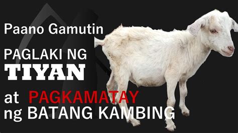 gamot sa sugat ng kambing|Tungkol sa mga sakit ng kambing: sintomas at paggamot, kung .